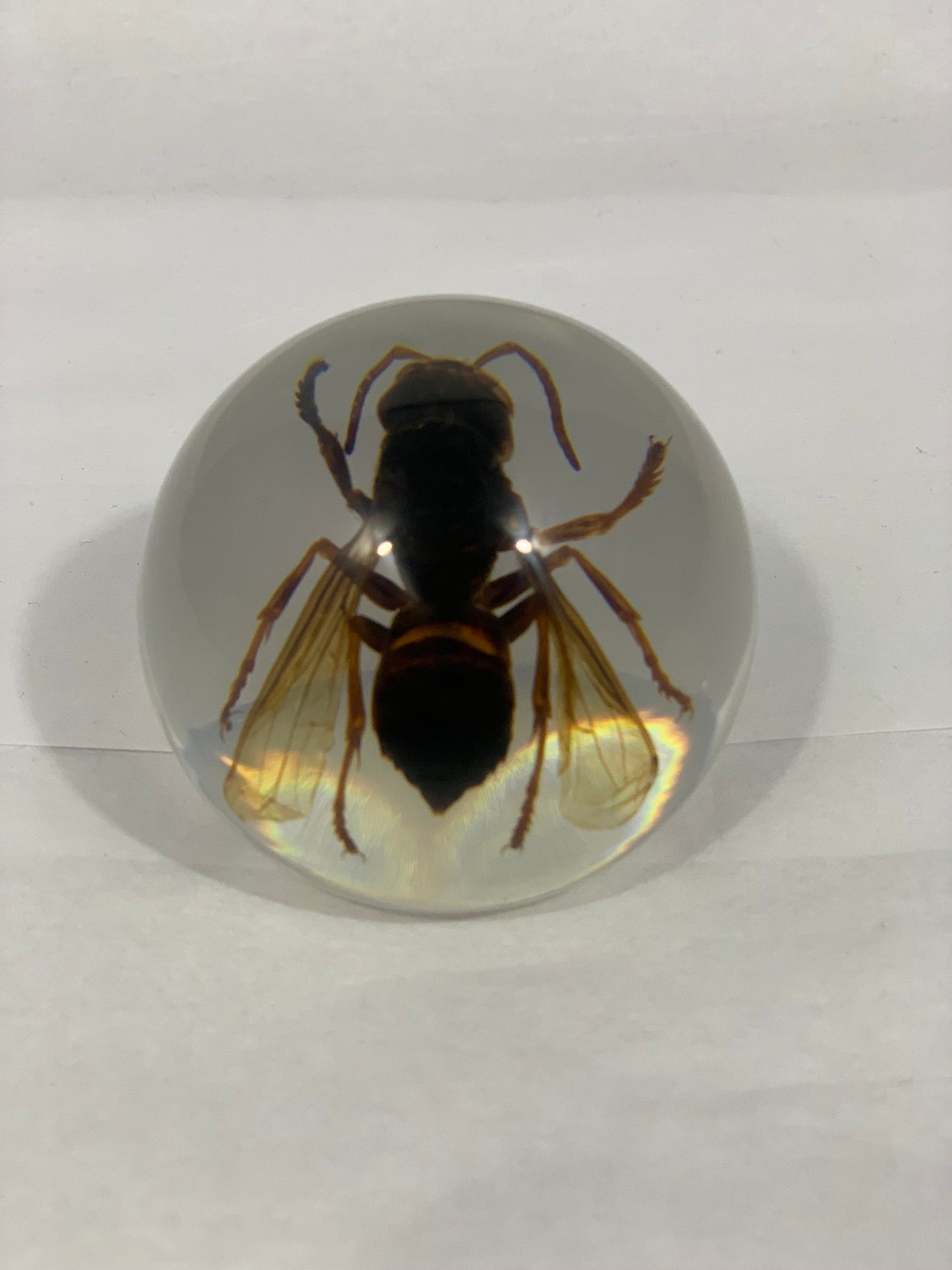 2.1" Unique and Rare Resin encased Asian giant hornet (Vespa mandarinia) Globe