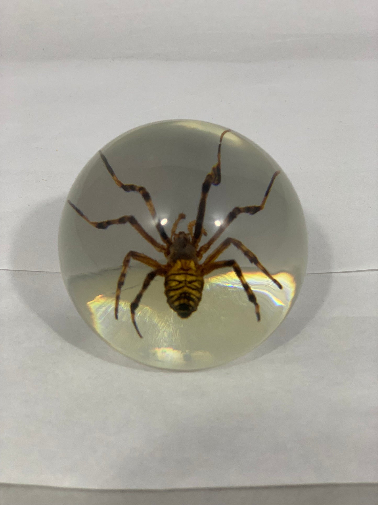 2.1" Spider Globe