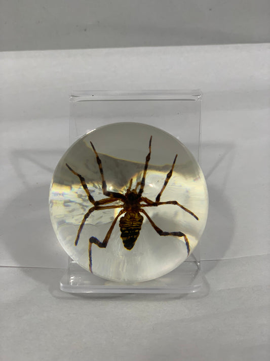 2.1" Spider Globe
