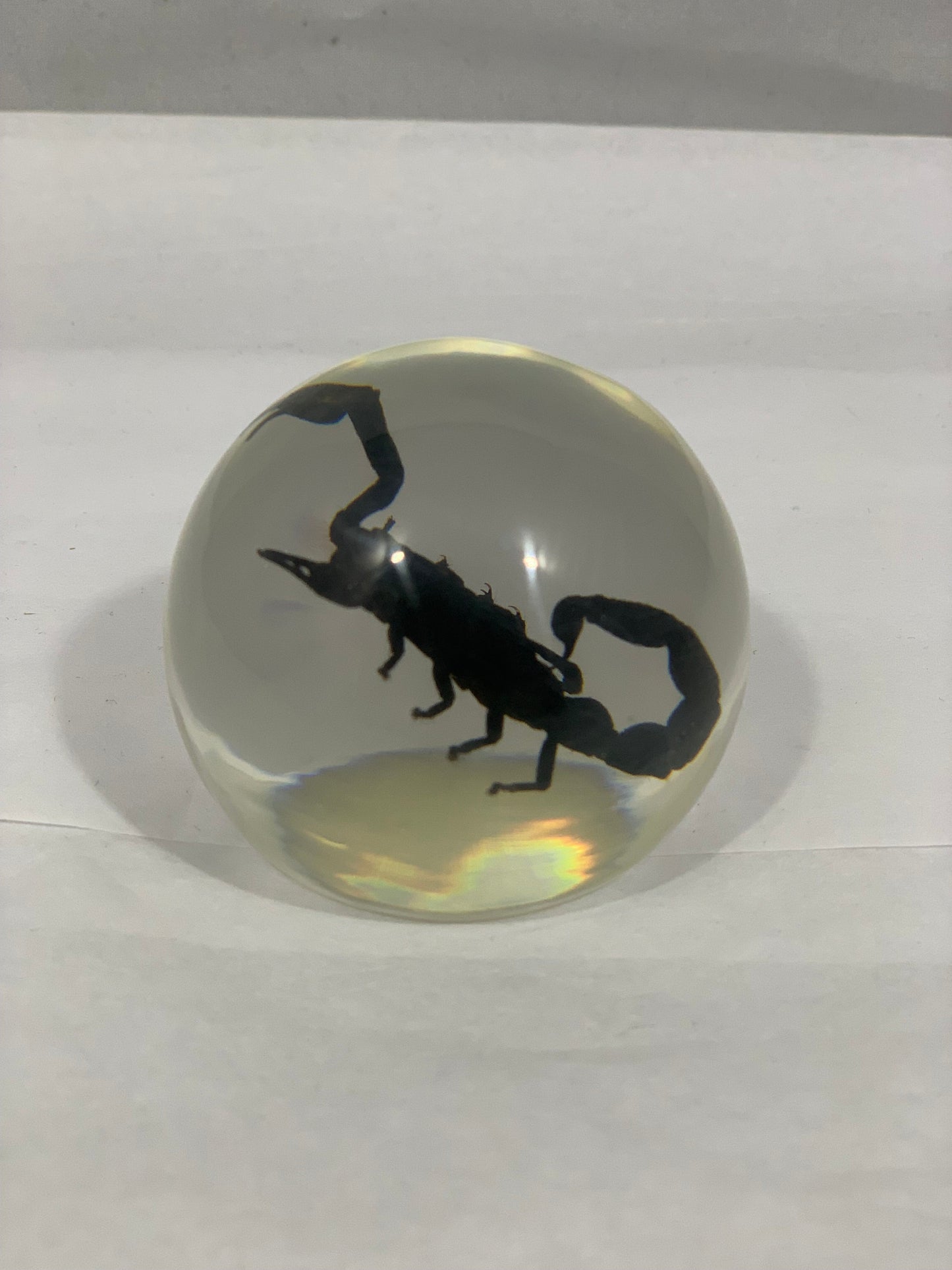 2.1" Black Scorpion Globe