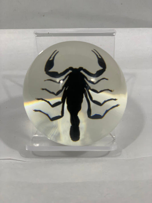 2.1" Black Scorpion Globe