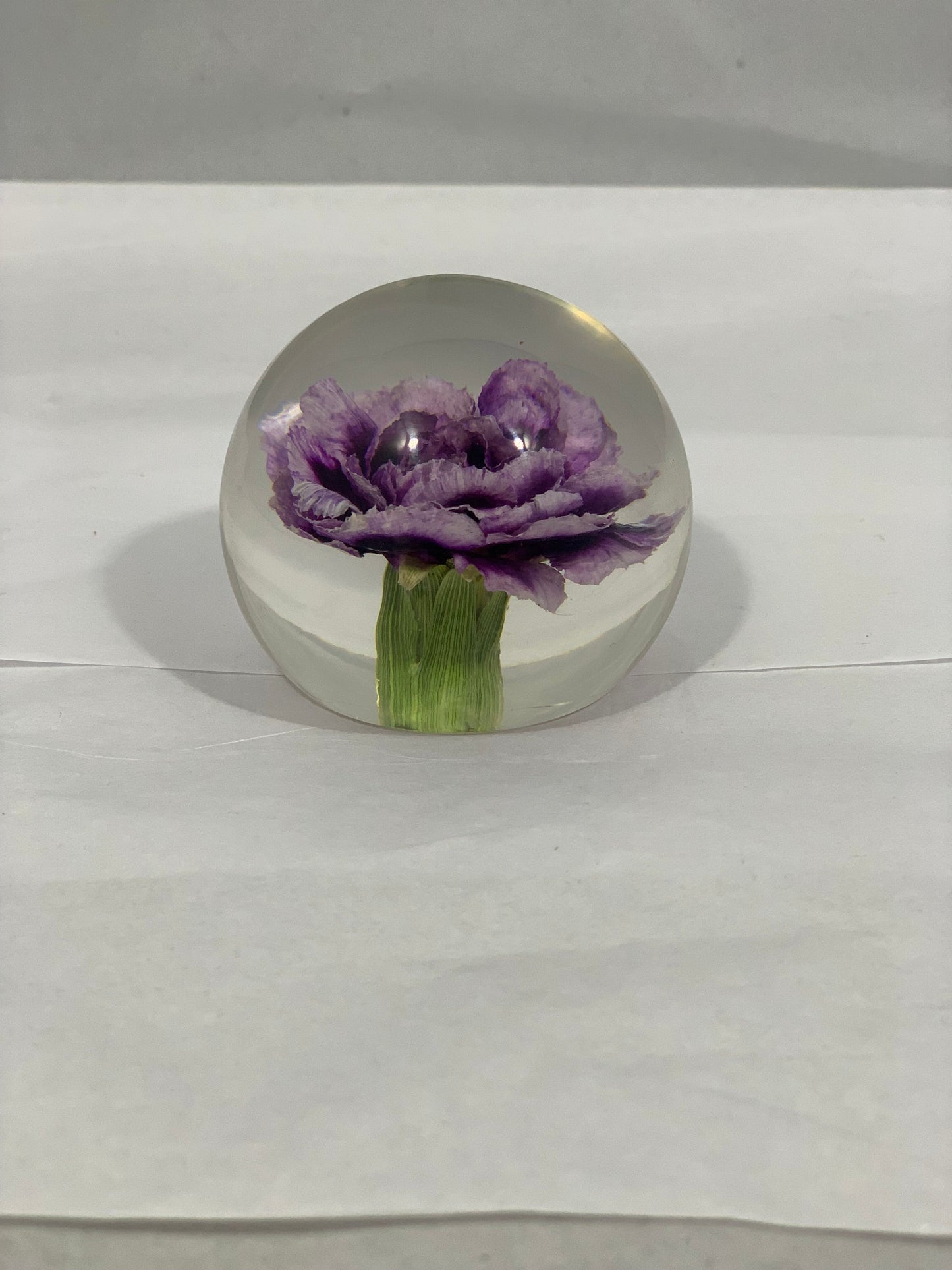 Purple Carnation Globe