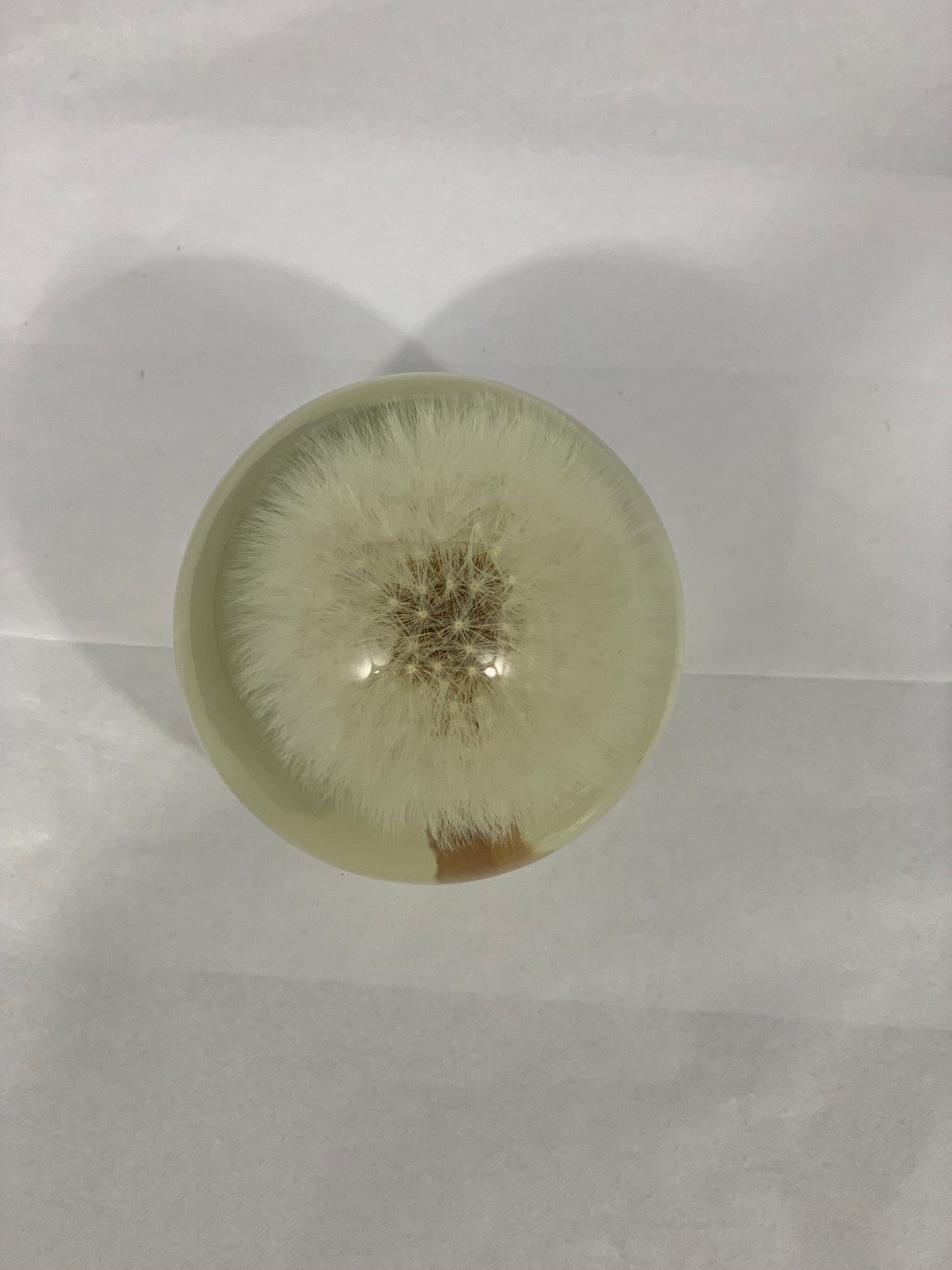 Dandelion Lightbulb Globe