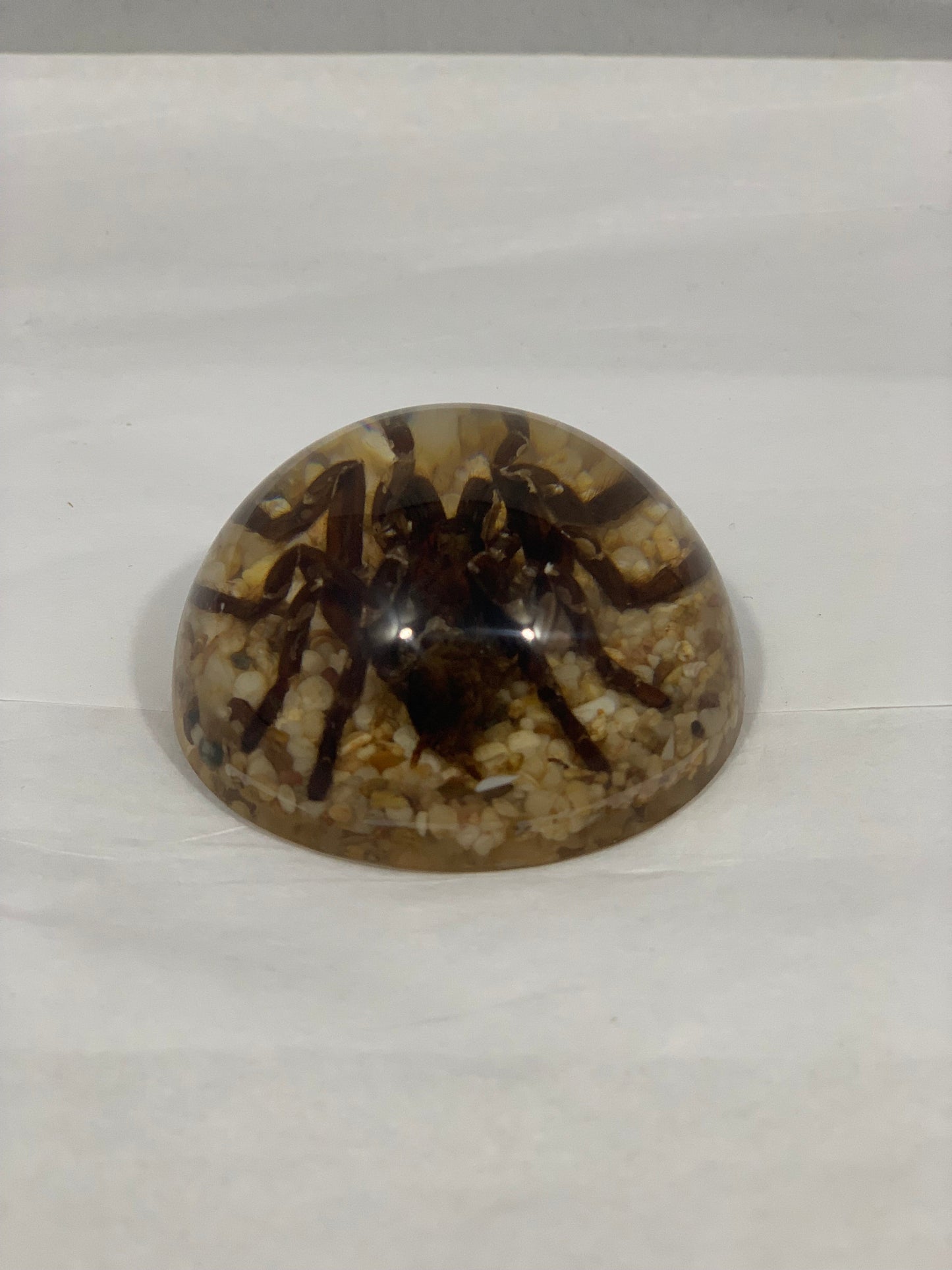 2.5" Tarantula Half Globe
