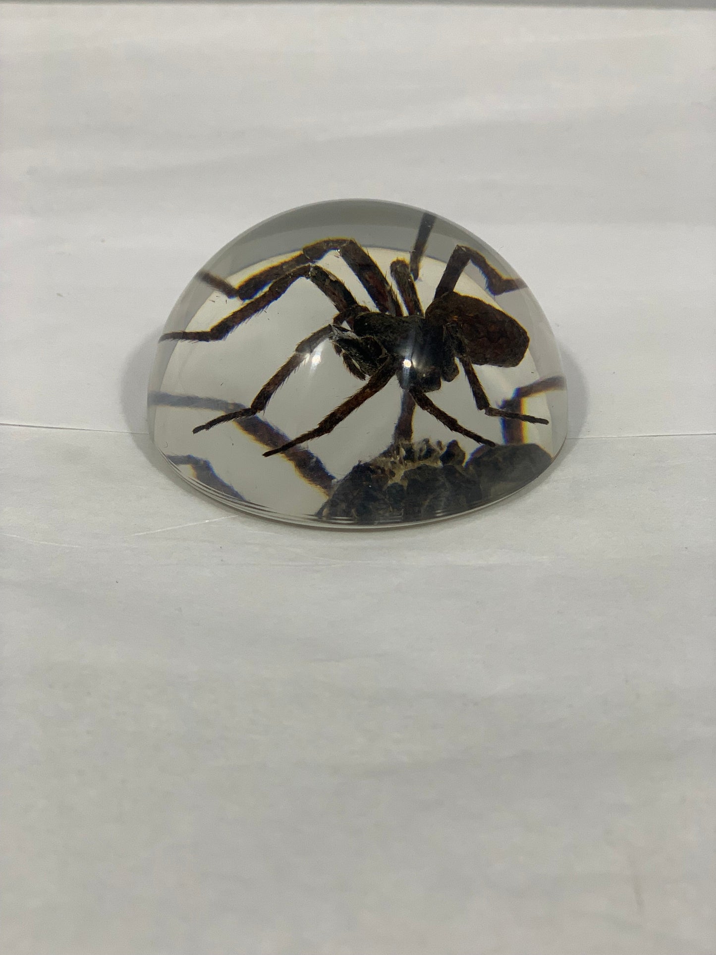 2.5" Spider Half Globe