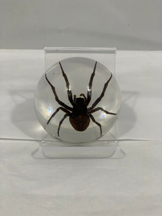 2.5" Spider Half Globe