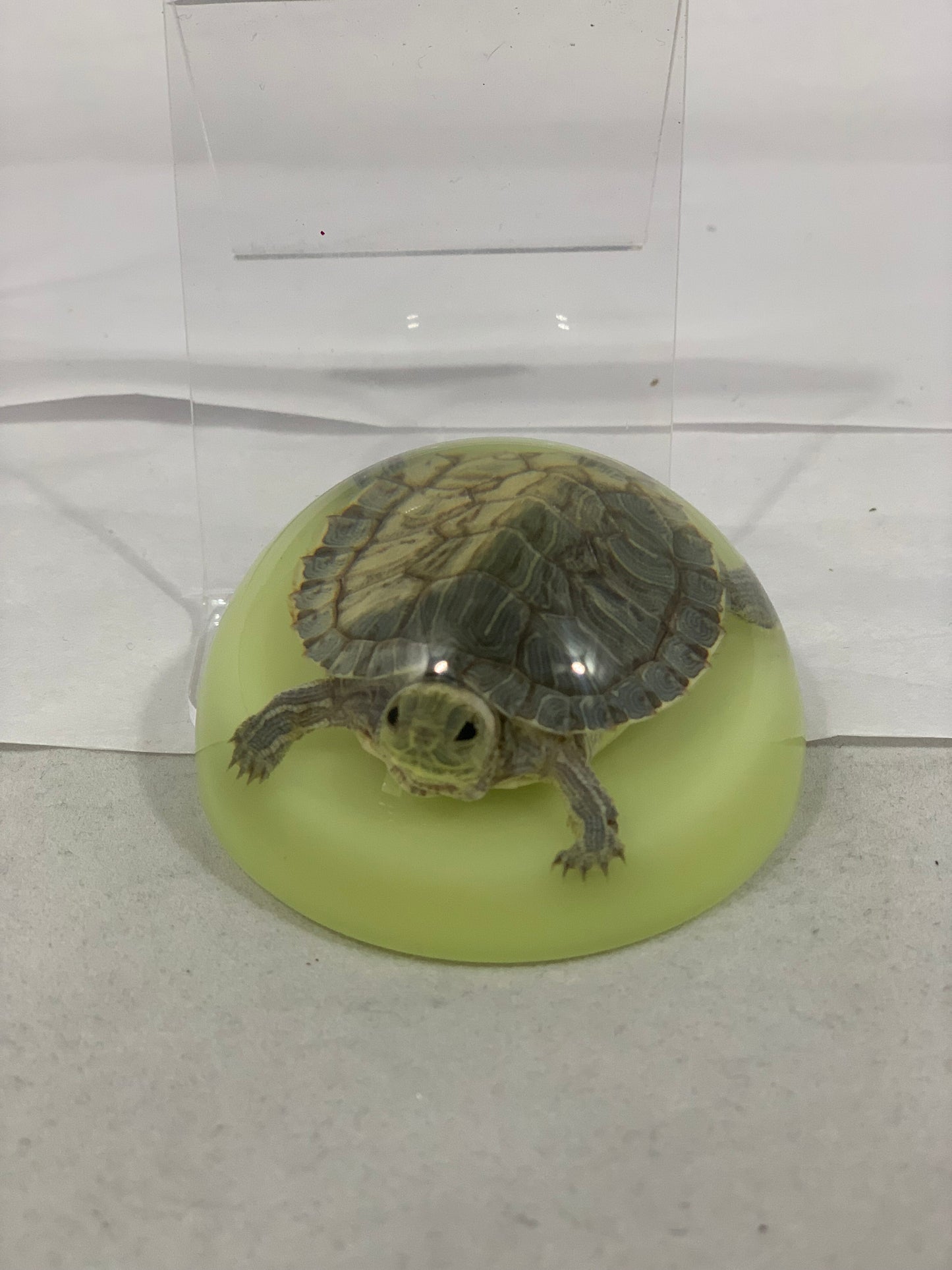 2.5" Tortoise Half Globe Paperweight