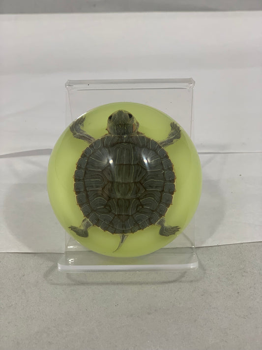 2.5" Tortoise Half Globe Paperweight