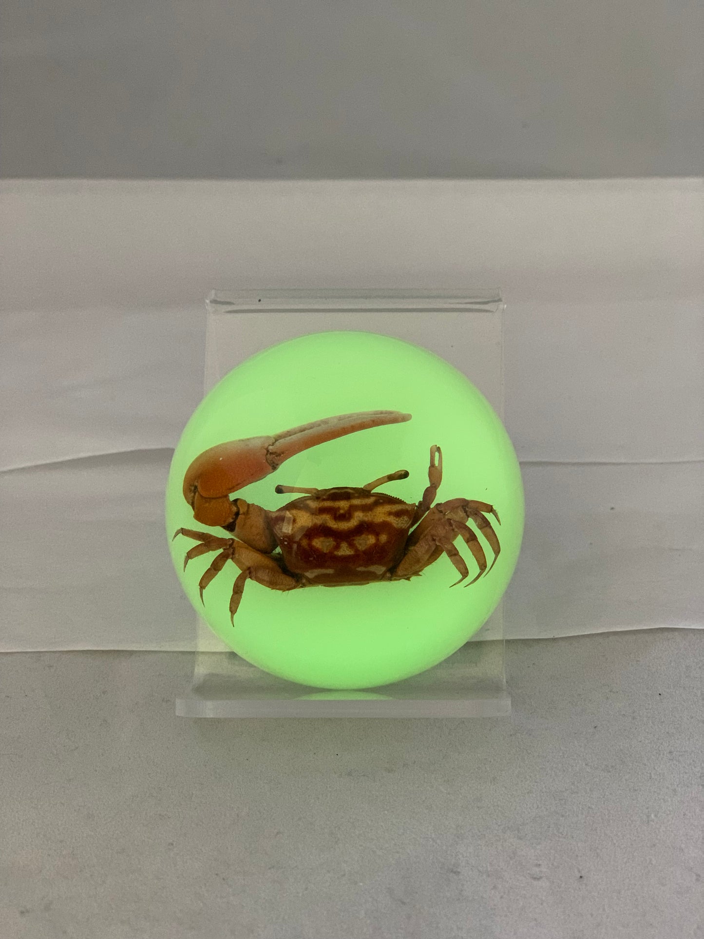 2.5" Fiddler Crab Half Globe