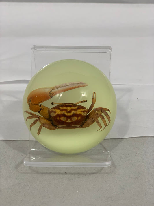 2.5" Fiddler Crab Half Globe