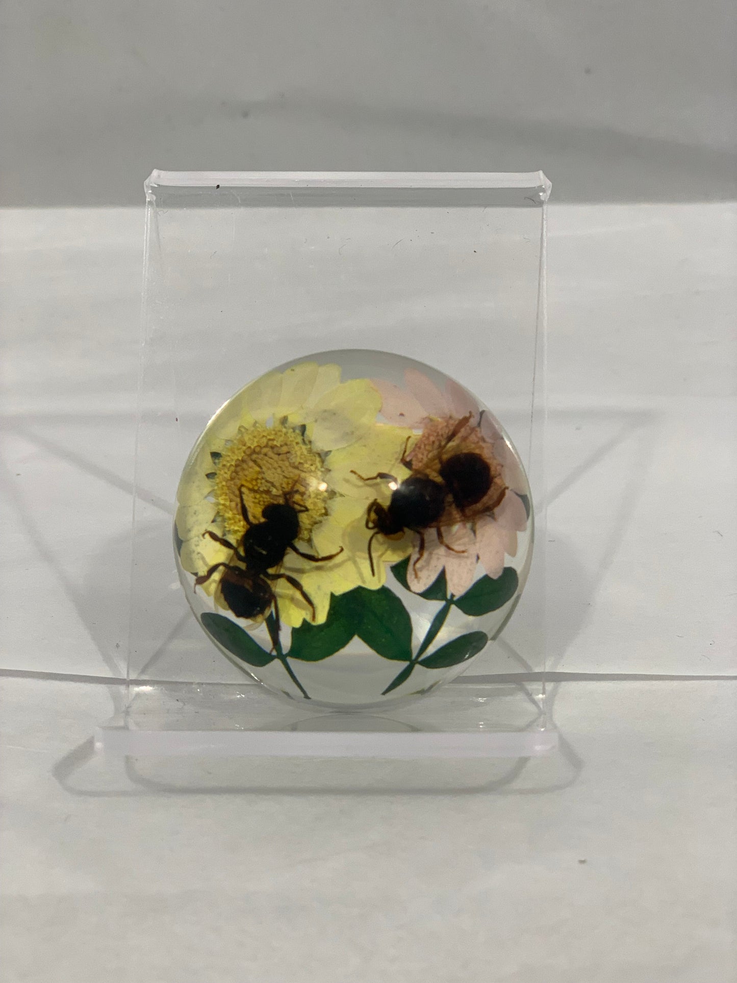 1.9" Mixed Insect Half Globes