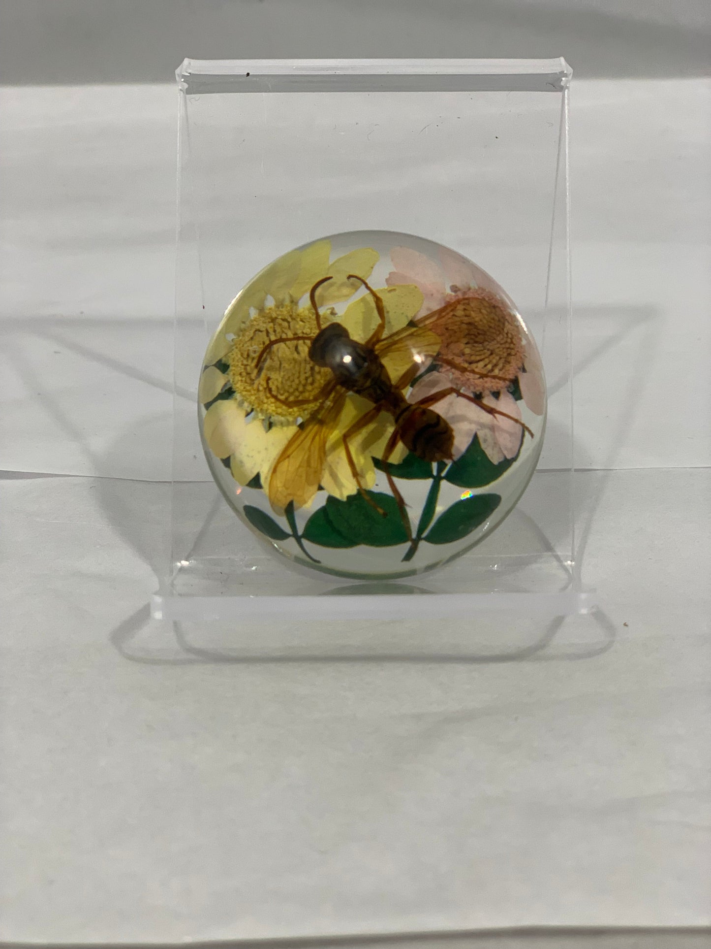 1.9" Mixed Insect Half Globes