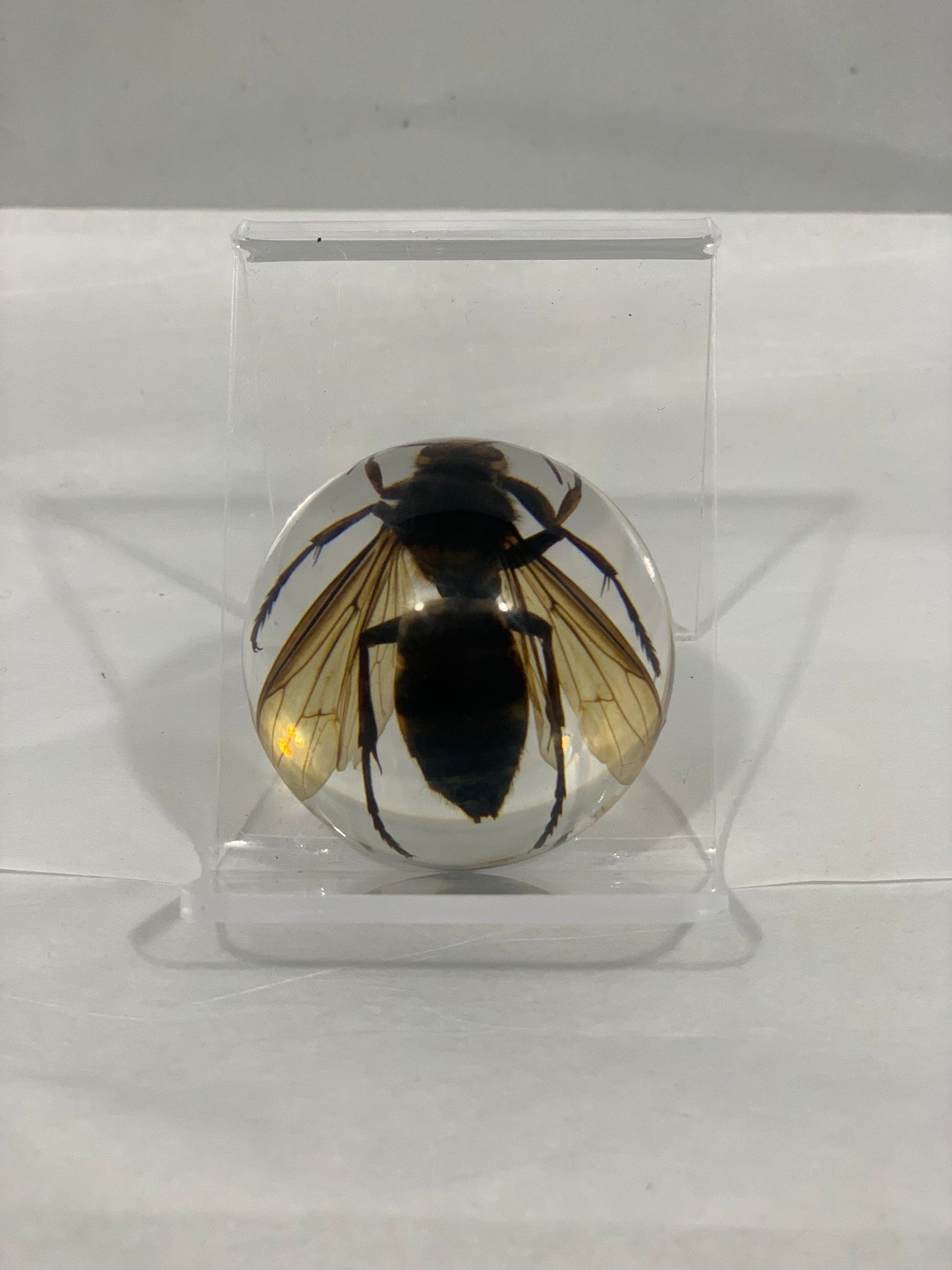 1.9" Unique and Rare Resin encased Asian giant hornet (Vespa mandarinia) Half Globe