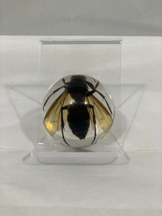 1.9" Unique and Rare Resin encased Asian giant hornet (Vespa mandarinia) Half Globe
