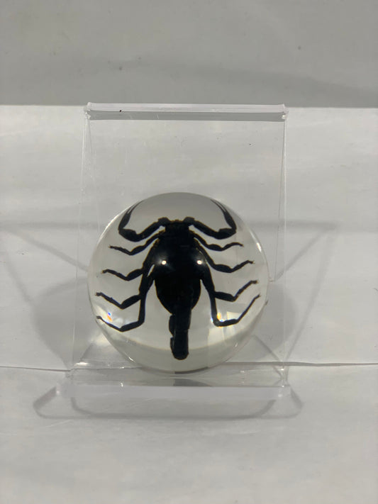 1.9" Black Scorpion Half Globe
