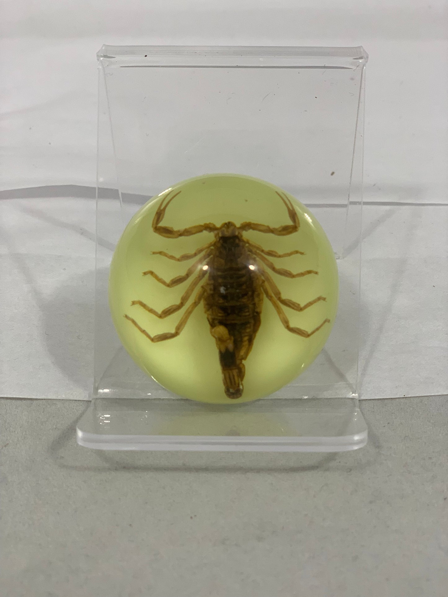 1.9" Half Globe Scorpion Paperweight
