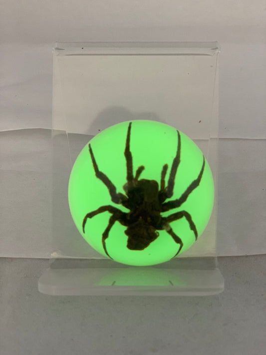 1.9" Half Globe Spider Paperweight