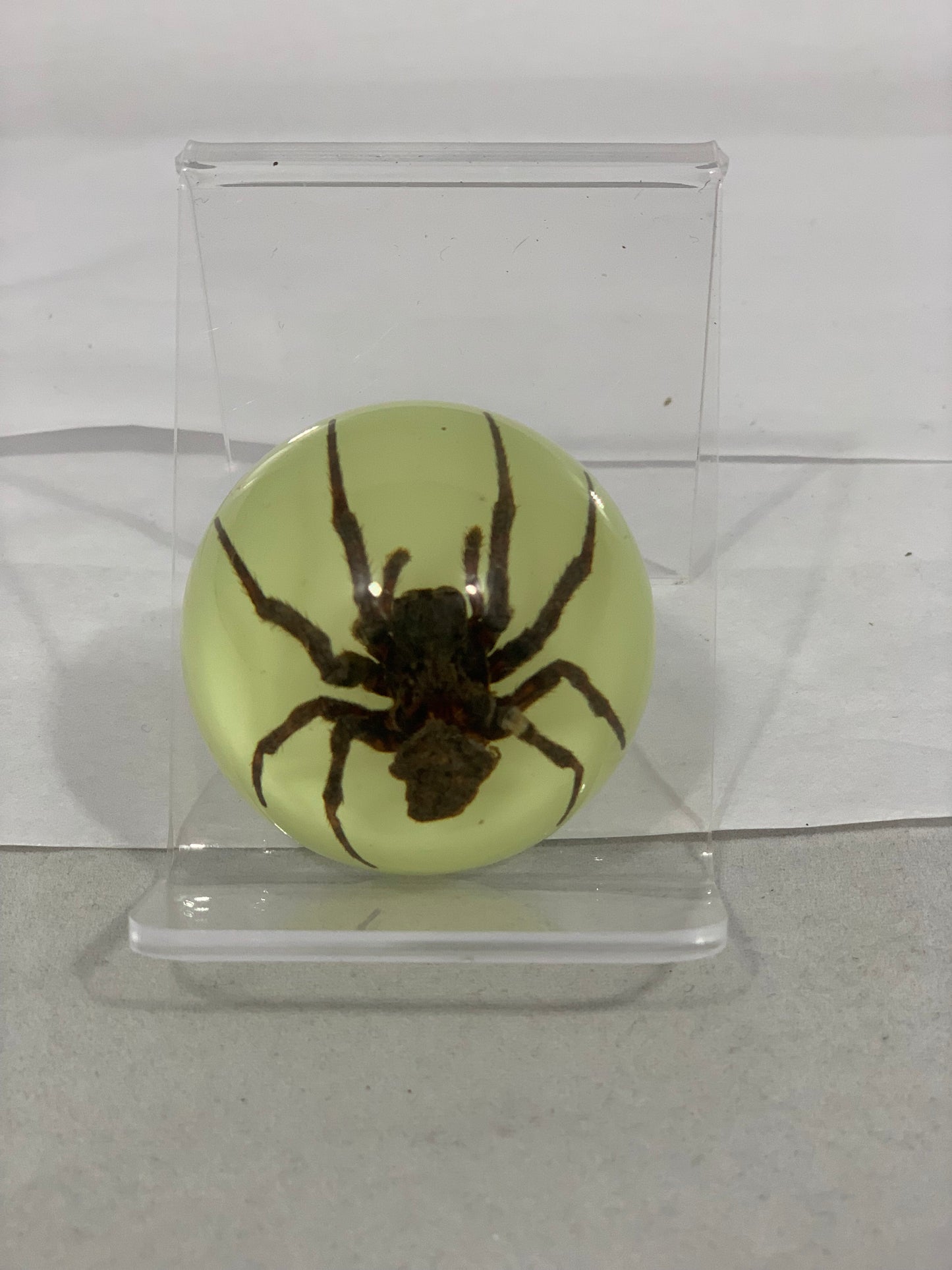 1.9" Half Globe Spider Paperweight