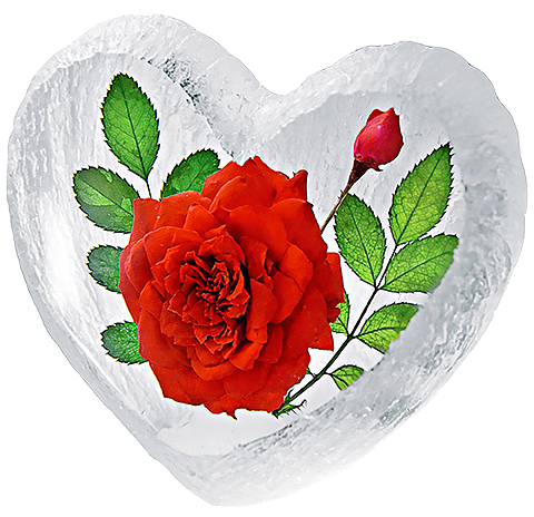 Red Rose encased in heart shaped resin